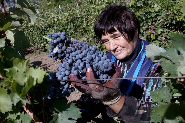 Донские виноградари ожидают хороший урожай
